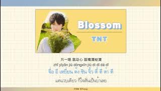 THAISUB | TNT - 渐暖 'Blossom'