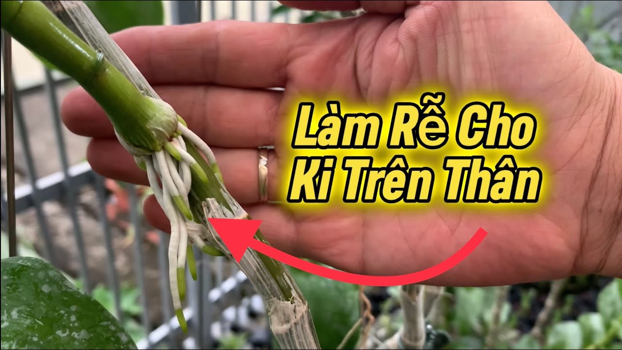 Làm rễ cho ki trên thân. - YouTube