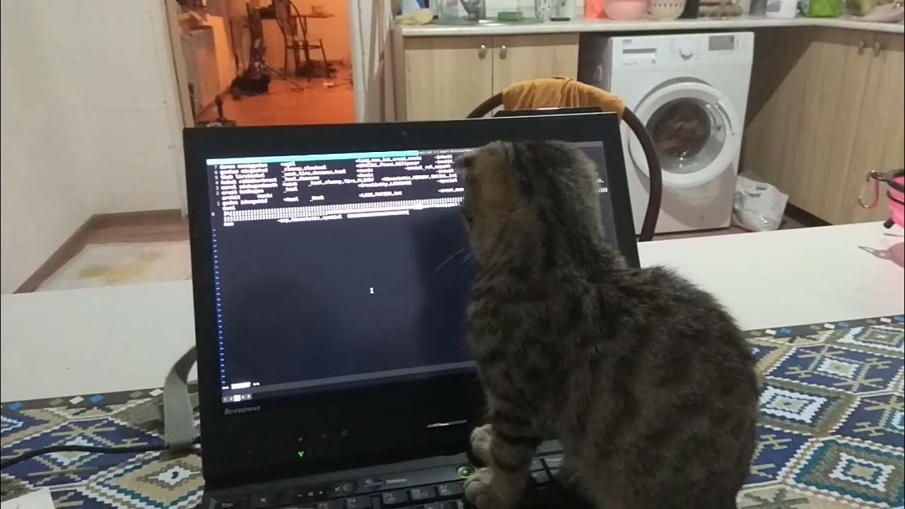 Cat vs Vim (A kitty guide to vim) YouTube