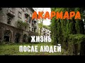 Акармара -город призрак. Абхазия.