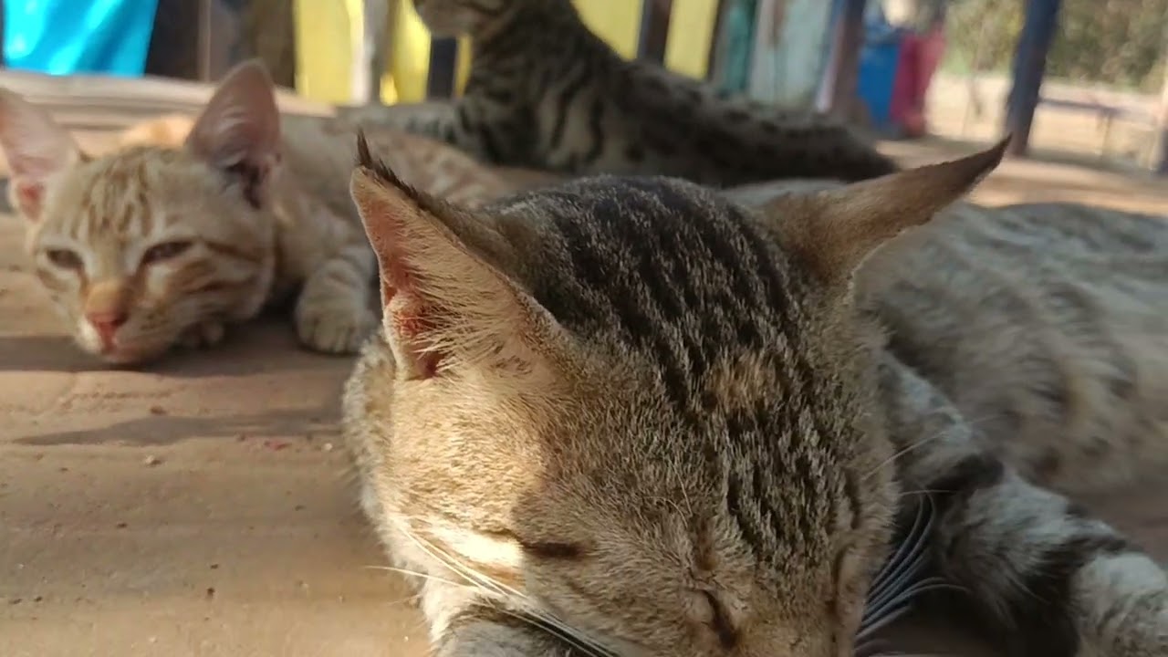 The cats sit comfortably in the car. Even though there is a car at home. #vlog#cat#family#car