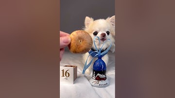 Chihuahua Cedric Opens Advent Calendar | Day 16 #shorts
