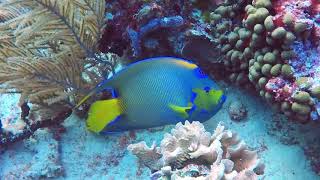 Scuba Diving Mexico  Reef Diving off Playa del Carmen, Yucatan