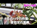 【猫のいる庭】2021　8月のバラの作業　夏剪定の準備　2021年9月の天気は？気温は？