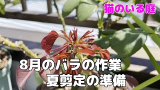 【猫のいる庭】2021　8月のバラの作業　夏剪定の準備　2021年9月の天気は？気温は？