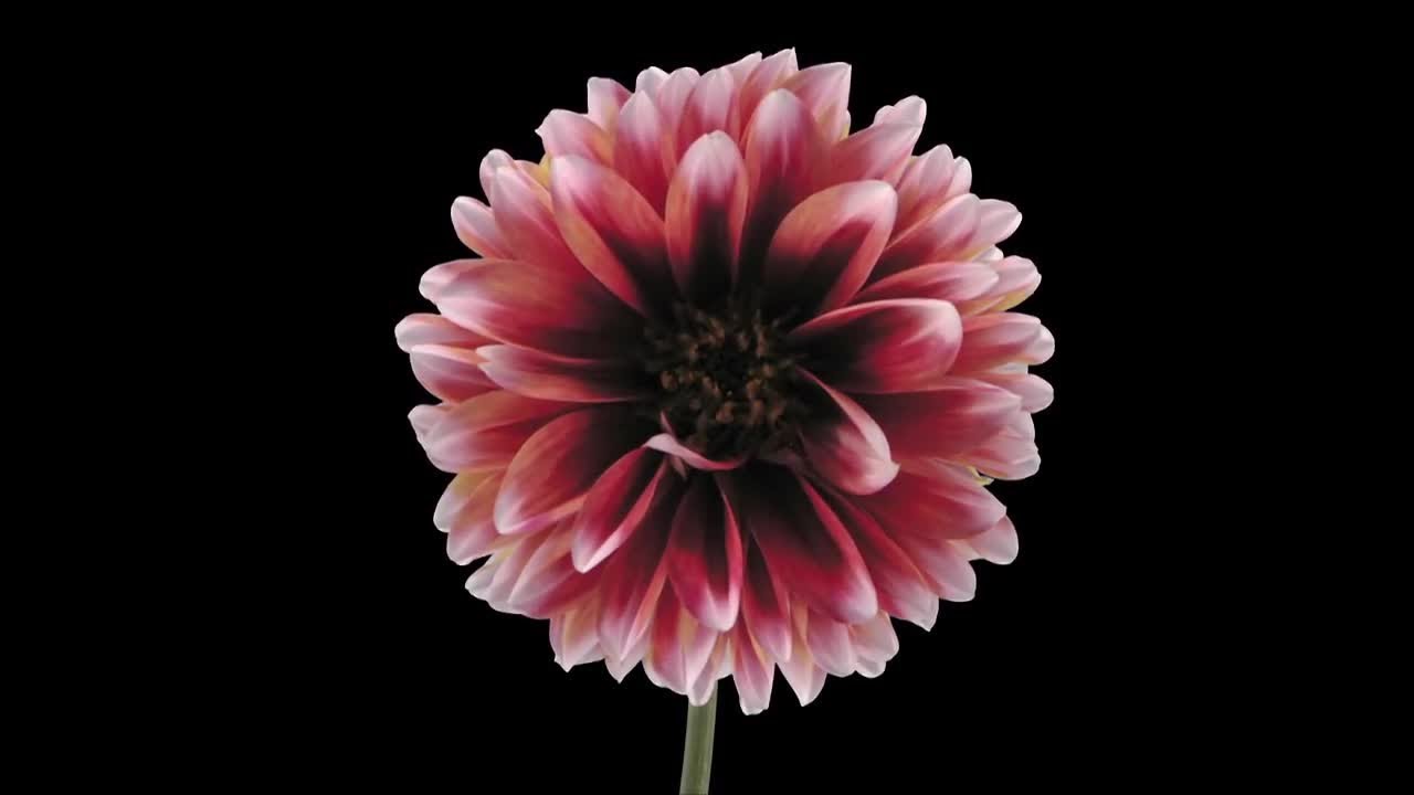 RedWhite Dahlia Flower Wilting Stock Video YouTube
