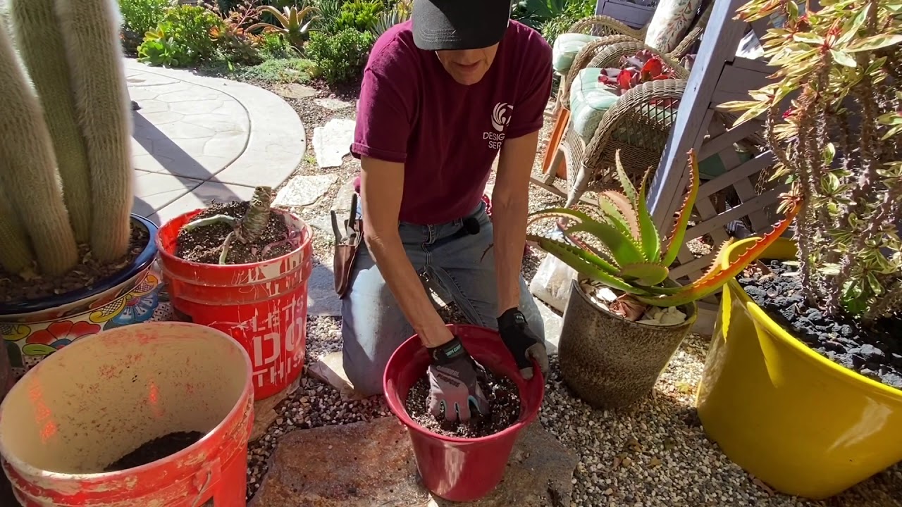 Echeveria Gibbiflora Hybrid Cuttings Repotted