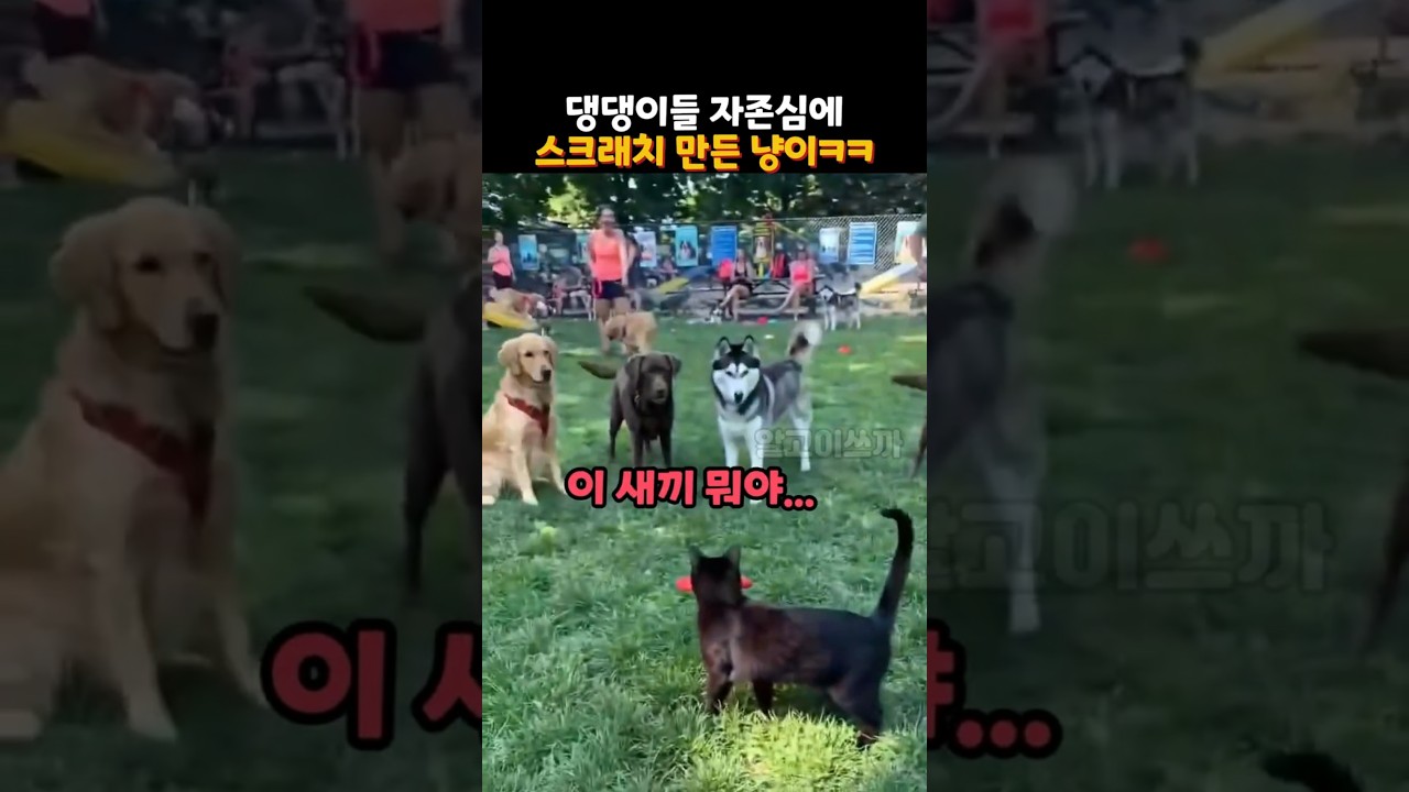 댕댕이들 자존심에 스크래치 만든 냥이ㅋㅋ