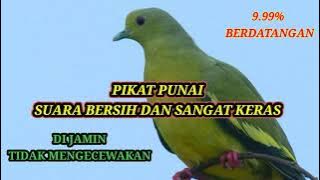 PIKAT BURUNG PUNAI SUARA KERAS DAN JERNIH