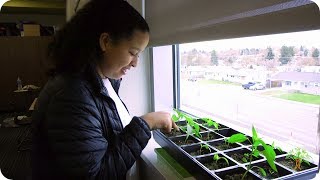 Salk AVID students grow, give tomato plants to neighbors