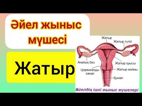 Бейне: Бакалаврдың әйелдік жынысы дегеніміз не?