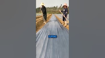 Farmers use plastic sheets to help crops grow, but why do they burn them later? #shorts