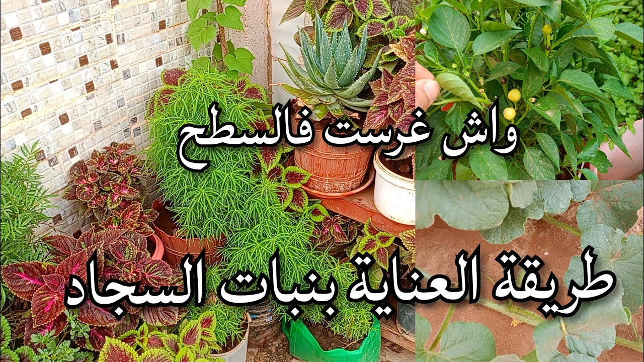 ارواحي نخبرك كيفاش تردي السطح تاعك حديقة و كيفية العناية بنبات السجاد