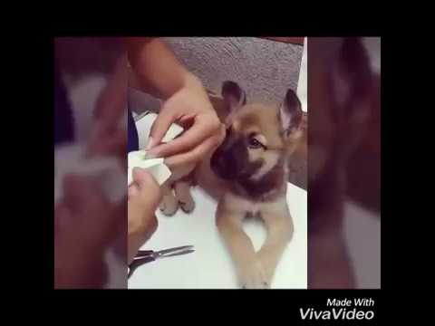 Vídeo: Como Colocar Uma Orelha Em Um Cachorro