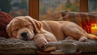 12 Hours of Healing Dog Music 🐶 Soft Piano for Dogs to Calm Down, Unwind & Enjoy Peaceful Sleep 🌙 screenshot 3