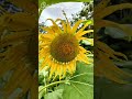 Sunflowers 🌻 just them & Me.