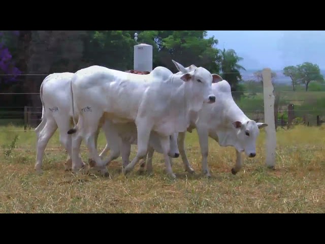 LOTE 34   14488 14584 14595 14616 14628 mp4