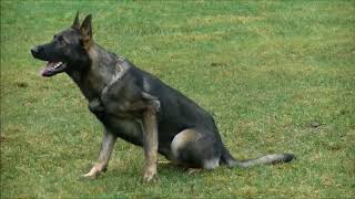 IPO B part - obedience training
