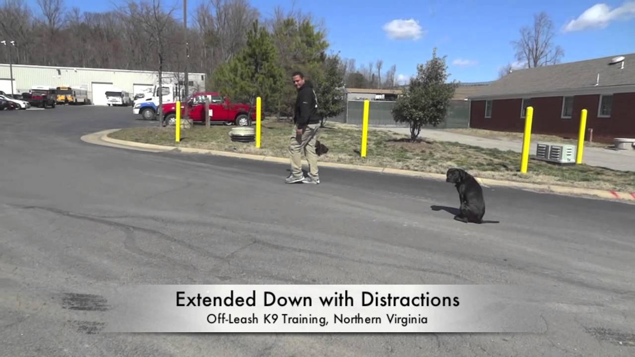 ... Amazing Transformation! Best Dog Training Northern Virginia - YouTube