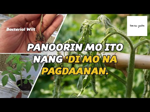 Video: Ang potato blight ba ay sanhi ng bacteria?