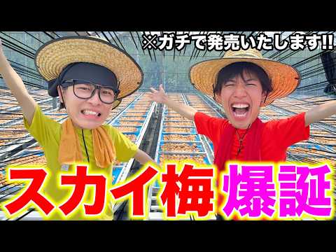 【祝】スカイピースが本気で制作した梅が販売されることになりました！！！
