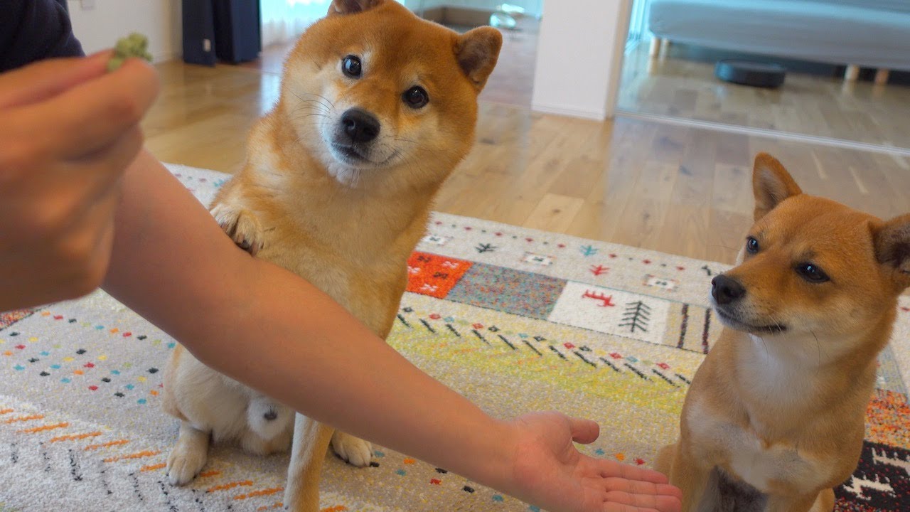 寄り目 の はち くん