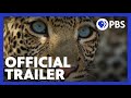 Leopard Behavior and Characteristics