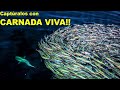 Pesca con CARNADA VIVA - Pesca en altamar !