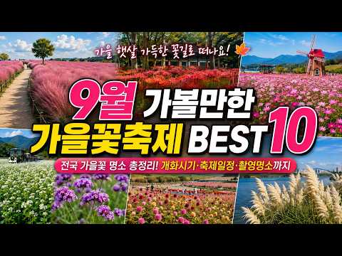 26년 9월 추천여행지 베스트10,놓치면 후회할 9월 가을꽃축제 꼭 가봐야할 명소, 축제기간, 개화시기, 촬영명소 총정리, 거창 감악산 별바람언덕, 고성정꽃축제