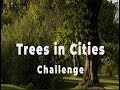 The Trees in Cities Challenge