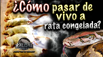 ¿Puedo alimentar a mi serpiente con un ratón muerto?