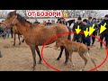 От🐎 ишқибозлари учун Махсус видео