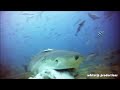 Lemon shark taking a fish head close up