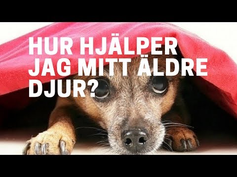 Video: 5 Frågor Om äldre Husdjur Besvarade Av En Veterinär