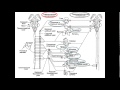 Вегетативная нервная система лекция