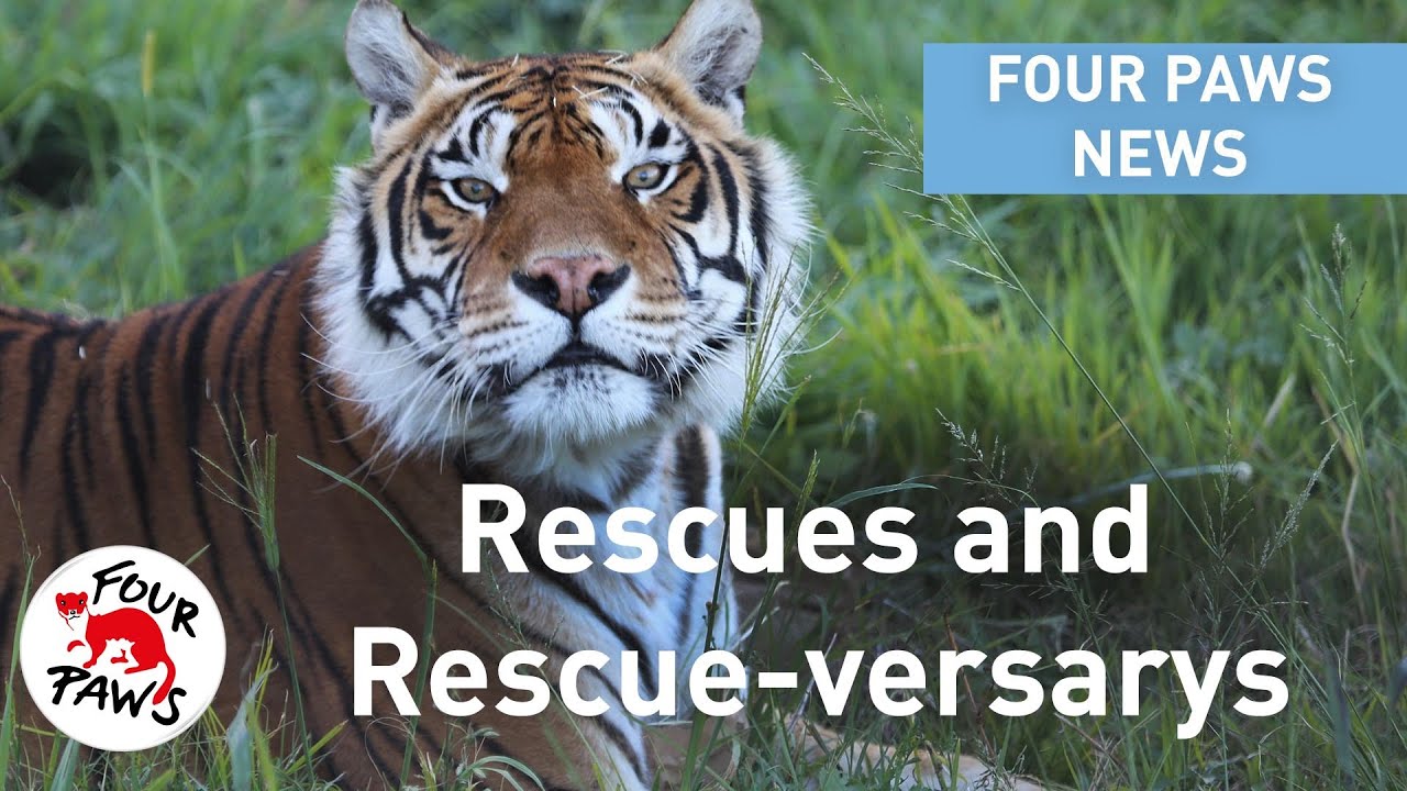 Animal News at FOUR PAWS - Rescues and Rescue-versarys! - YouTube