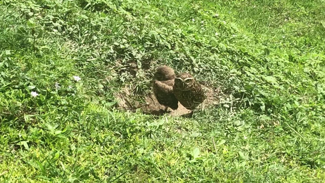 Coruja buraqueira emitindo som parecido com a cobra Cascavel🦉🥰