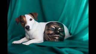 JACK RUSSELL TERRIER , THE MASK MOVIE DOG, LOVING DOG CARE DOG,