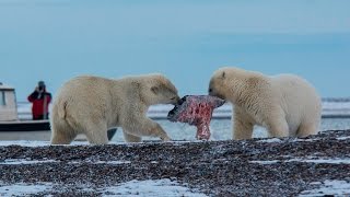 Белые медведи доедают гренландского кита Белые медведи доедают гренландского кита