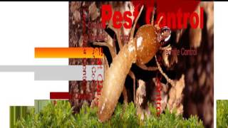 Call 626-344-2464|All Drywood Termite Control Specialist Treatment Pasadena:Fumigation Tent