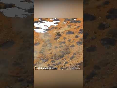 Снежный барс столкнул добычу с обрыва.