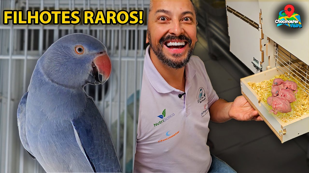 MUITOS OVOS e FILHOTES Raros de Ring Necks e Mustache!  - Chocmaster Visita