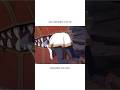 Frieren and Stark [Fantasy] #animation #animationedit #r34