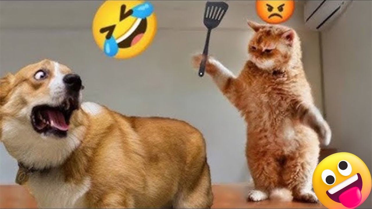 Smart & Funny Animals Video Compilation  The Funniest Dog & Cat Moments #2 😹