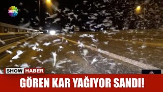 Gören kar yağıyor sandı! Resimi