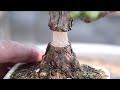 Cypress popular in Japan Toriki 石化檜の環状剥皮