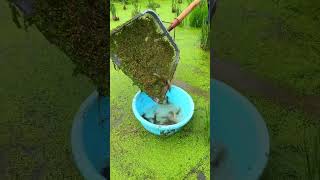 wow&#39;&#39;😲fish collecting&quot;🐬– Came Back with a Surprise!&quot;😲😨#shorts #trending#fishing#fish #food #fishboat