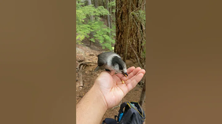 Whiskey Jacks (Canadian Grey Jay) during the Judge's Route to Mt. Arrowsmith