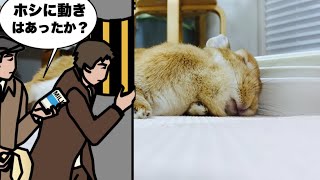 うさぎが寝落ちするまで張り込みしてみた #977