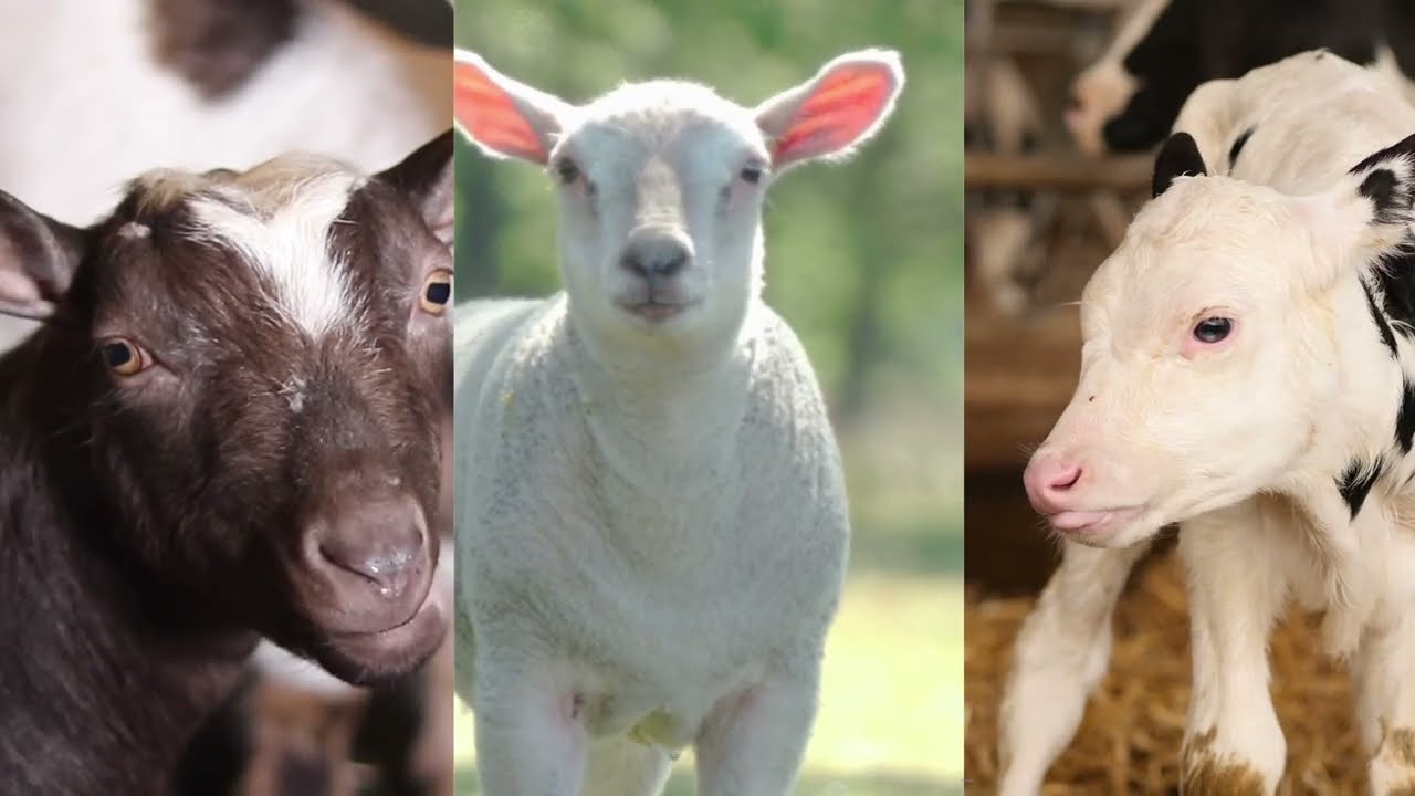 Launching Tonisity Ruminant Range: Boost Gut Health & Farm Performance